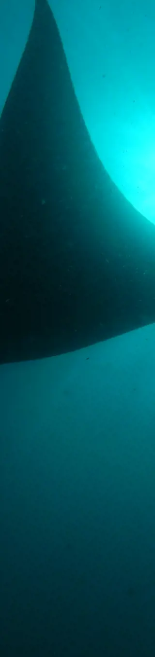 Tauche mit Mantarochen